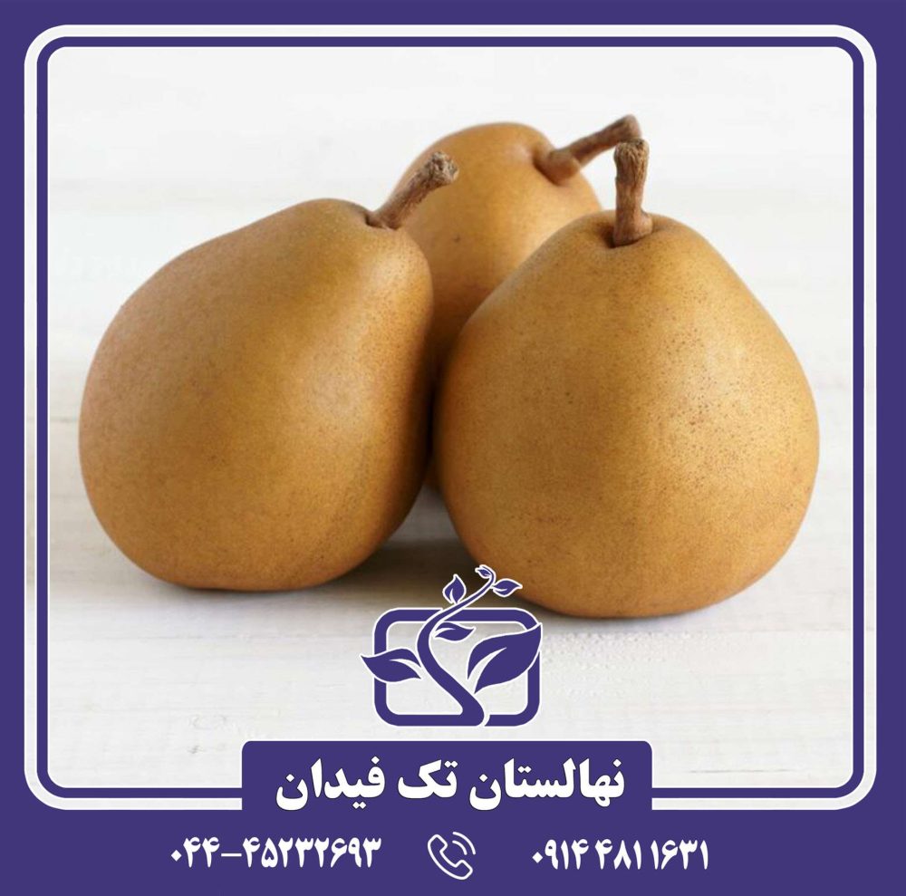 نهال گلابی بورهاردی