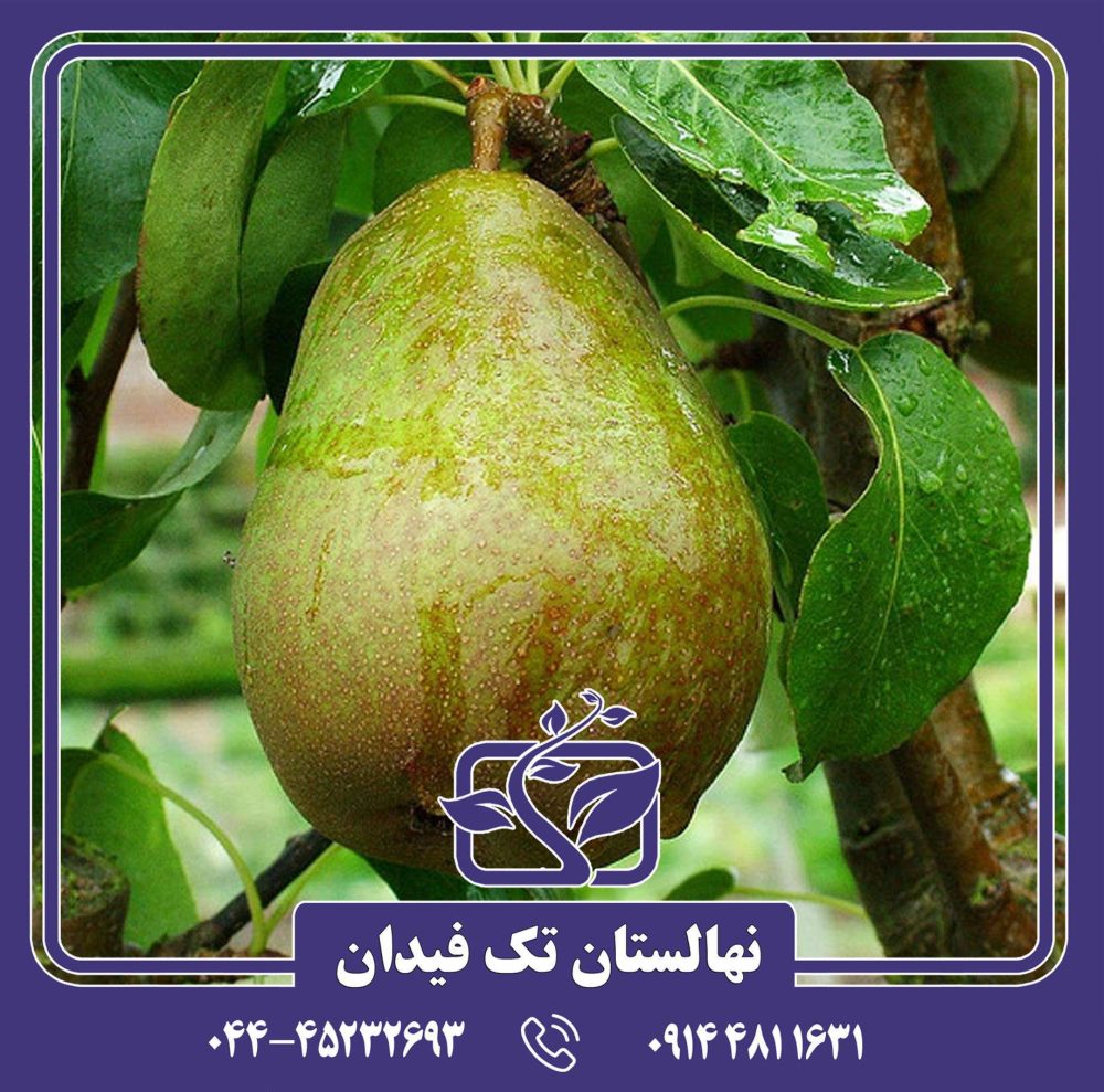 نهال گلابی بورهاردی