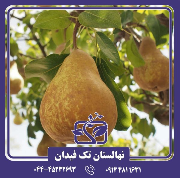 نهال گلابی بورهاردی