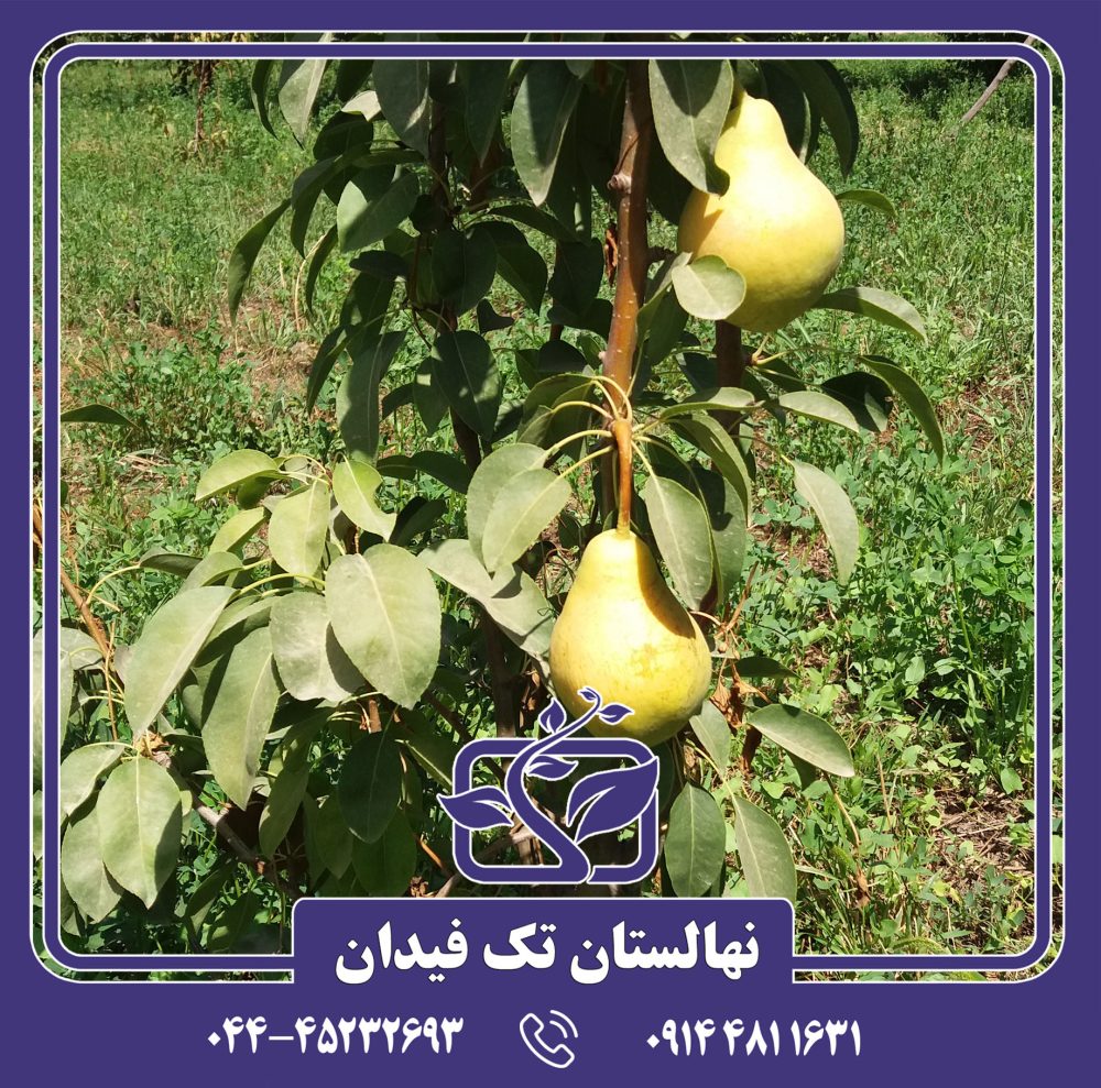 نهال گلابی بیروتی