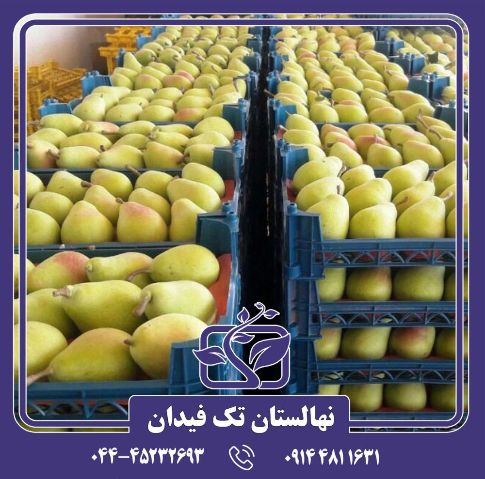 نهال گلابی بیروتی
