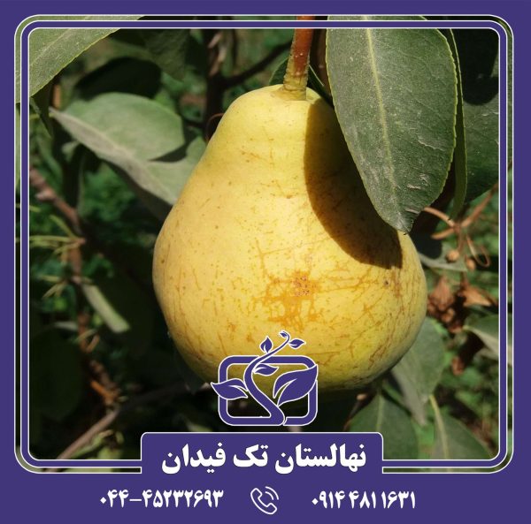 نهال گلابی بیروتی