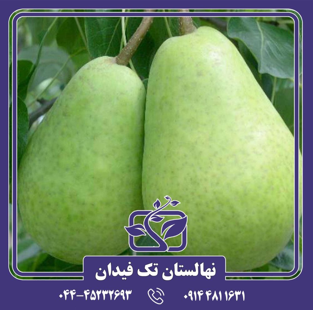 نهال گلابی توسکا