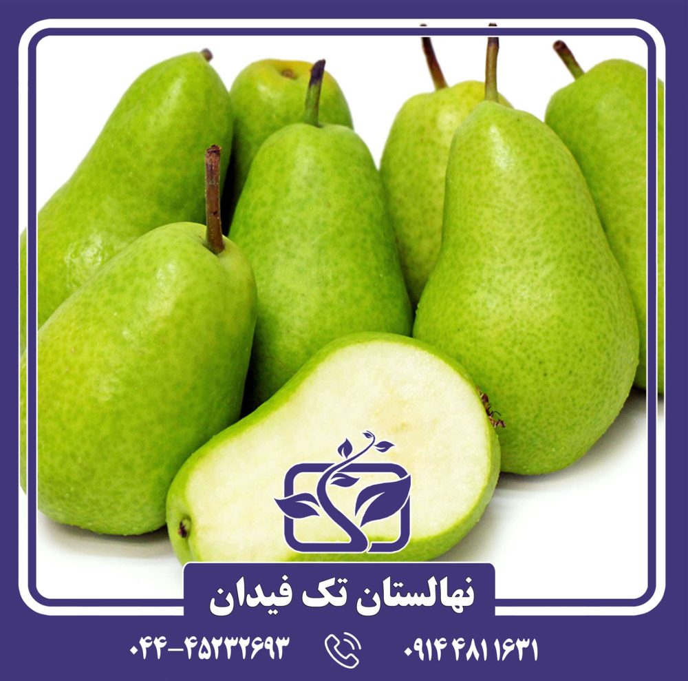 نهال گلابی توسکا