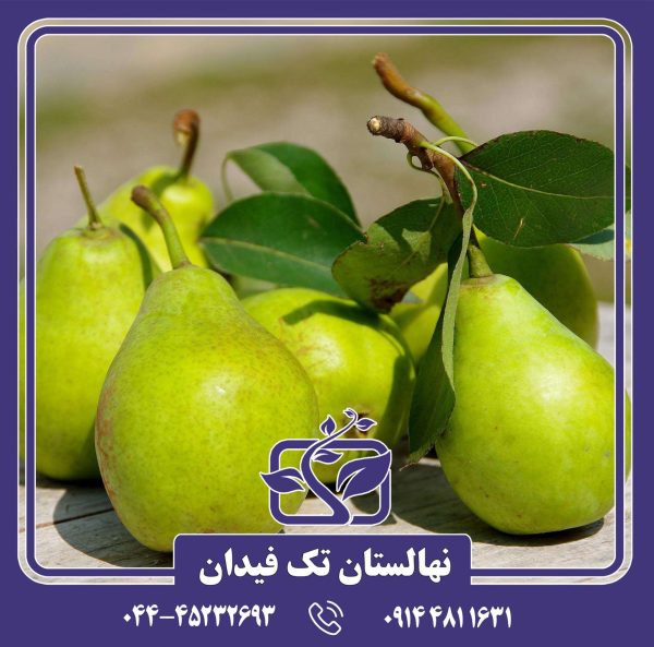 نهال گلابی توسکا