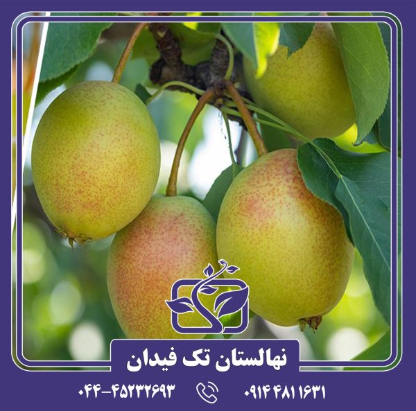 نهال گلابی جویسی