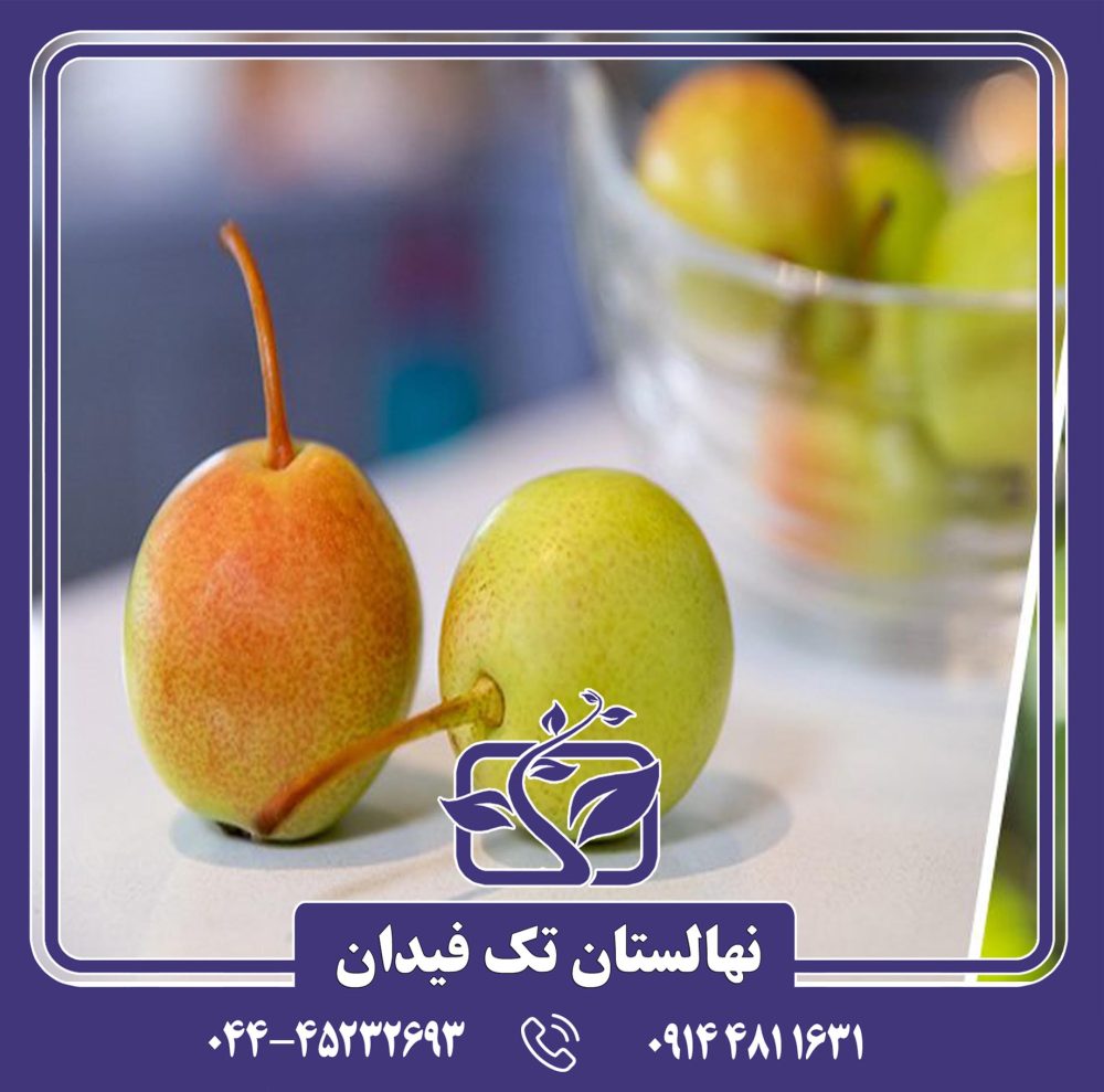 نهال گلابی جویسی