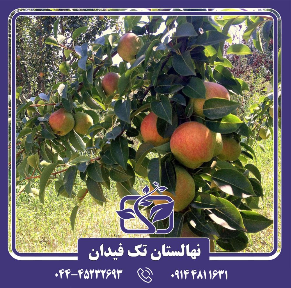 نهال گلابی درگز