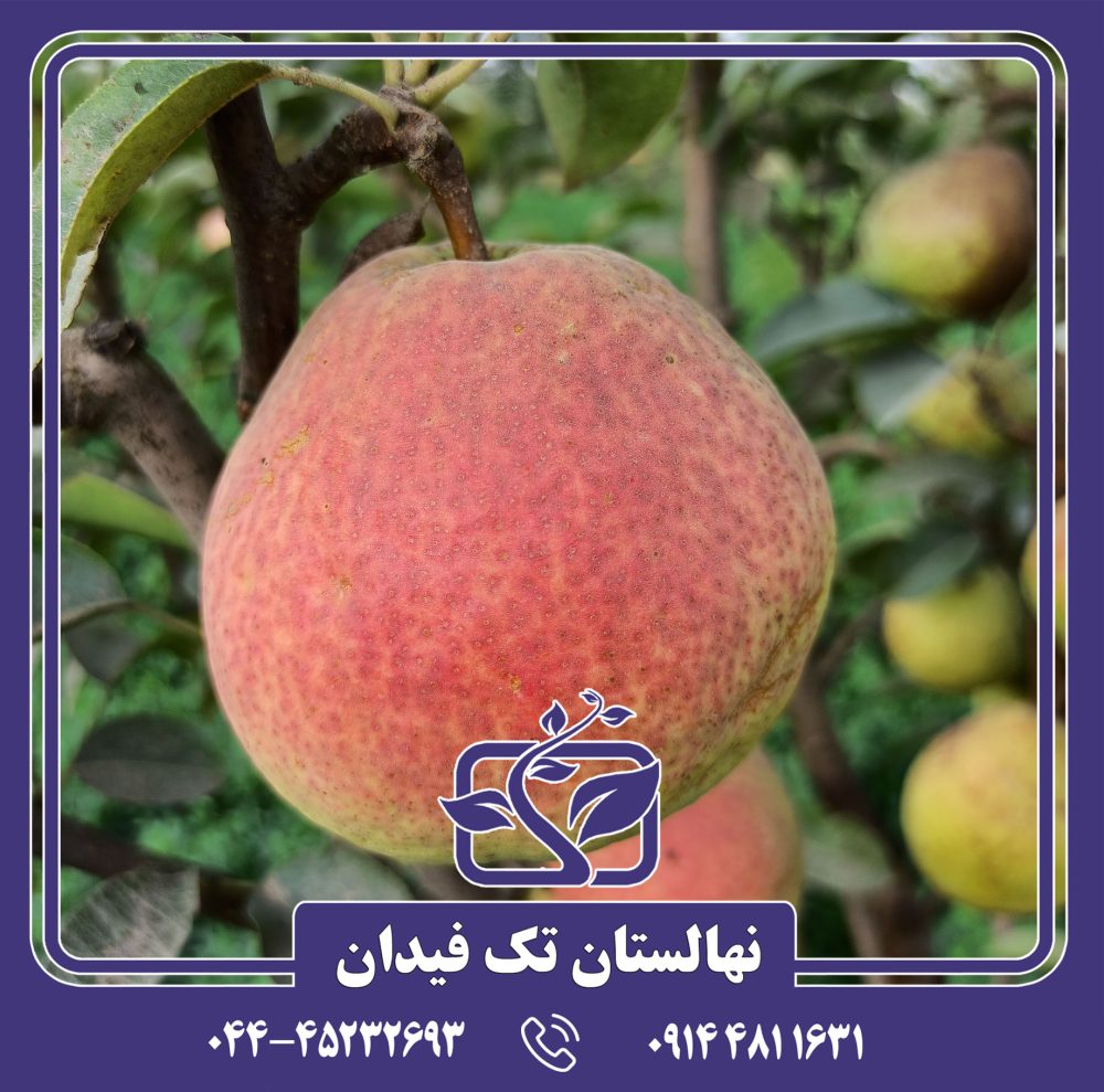 نهال گلابی درگز