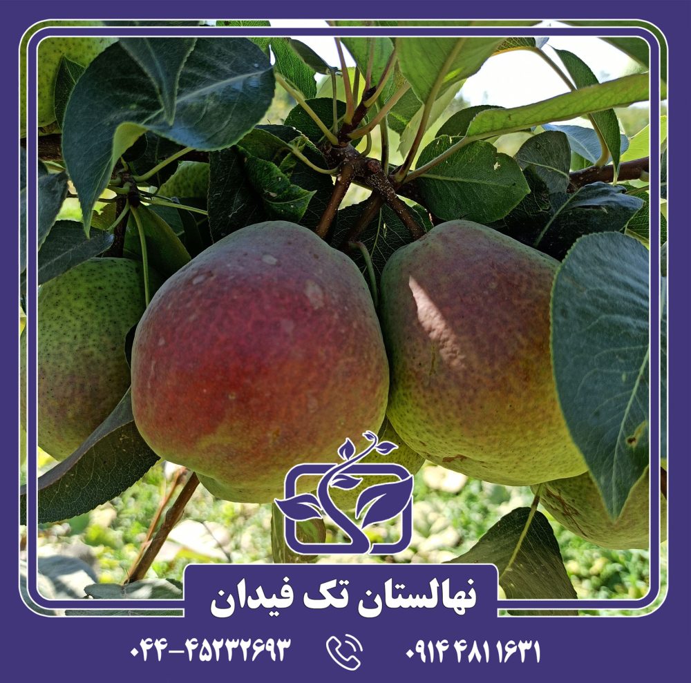 نهال گلابی درگز