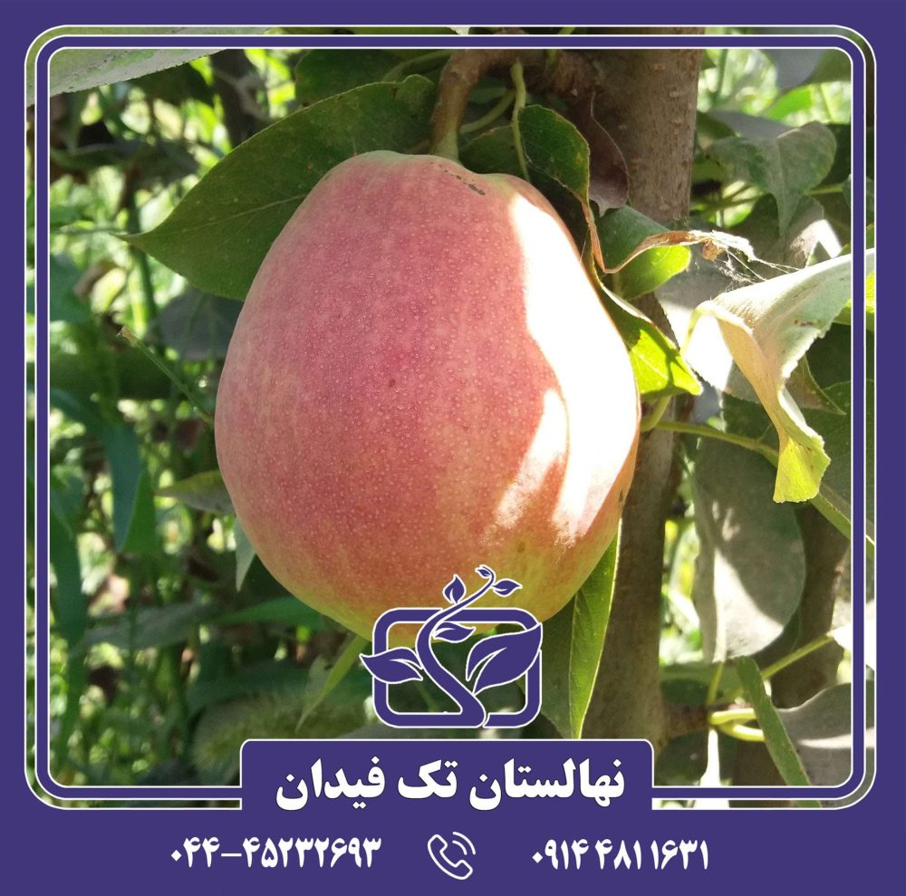 نهال گلابی درگز