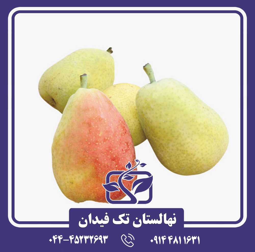 نهال گلابی دوشیز