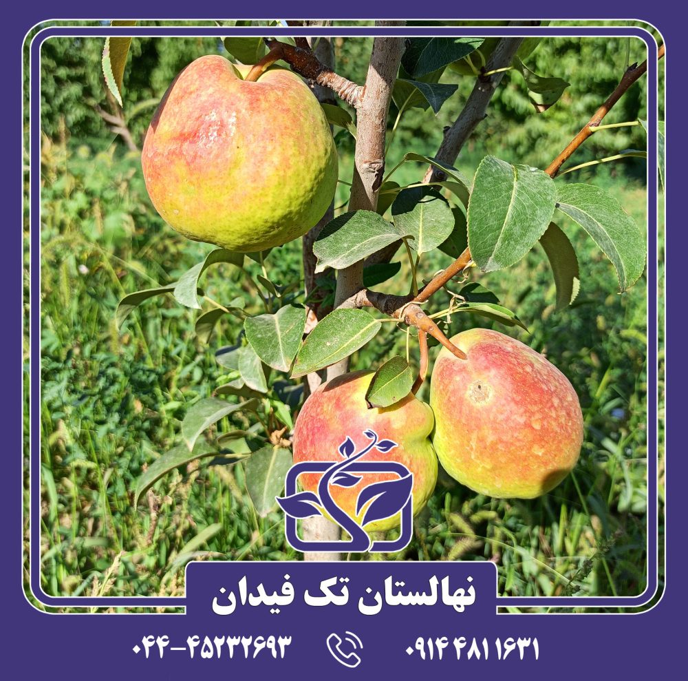 نهال گلابی دوشیز