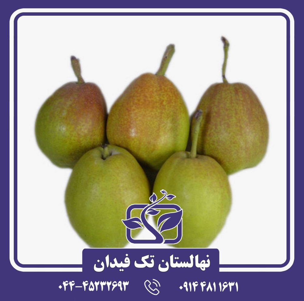 نهال گلابی دوشیز