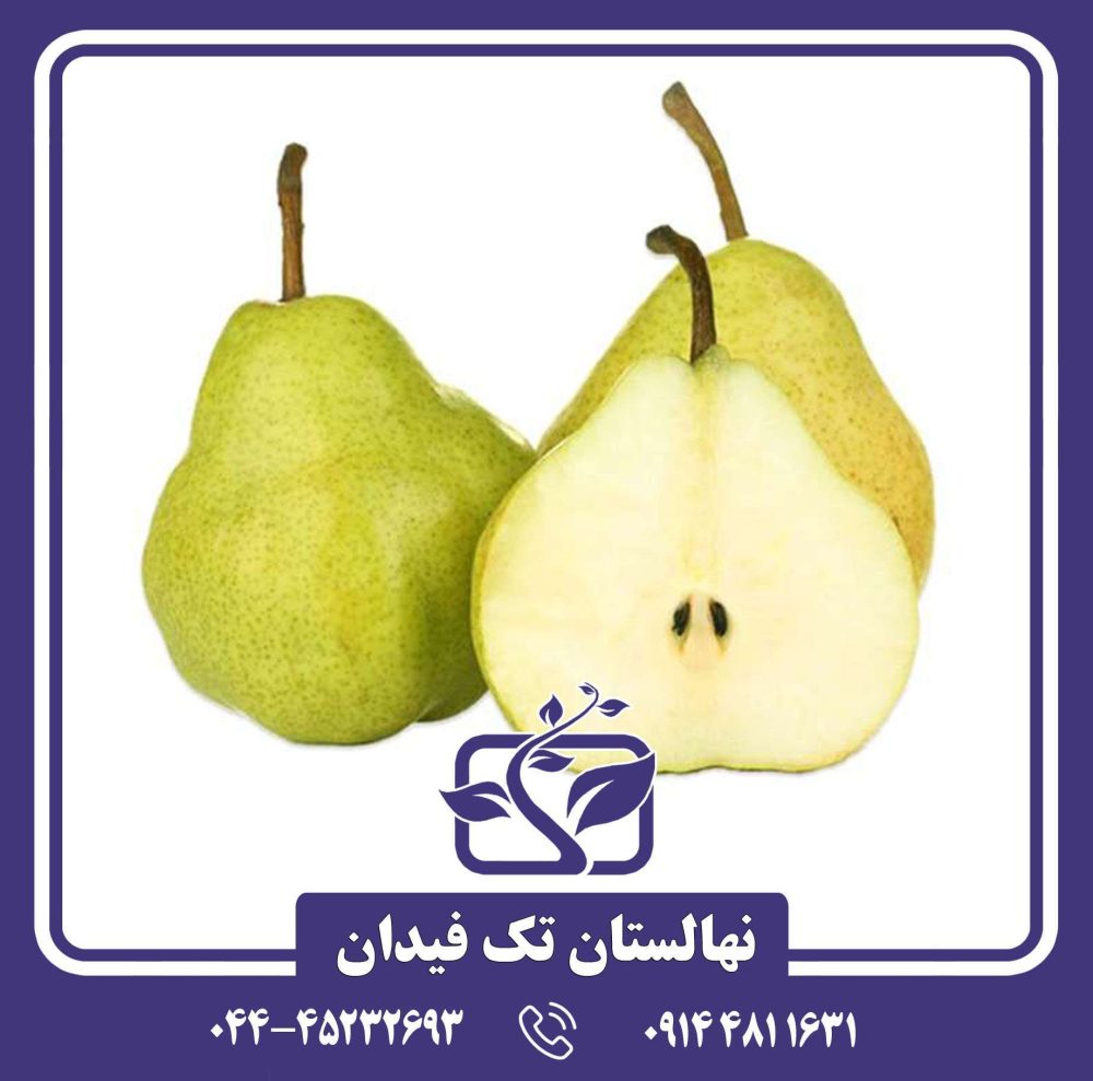 نهال گلابی دوچی