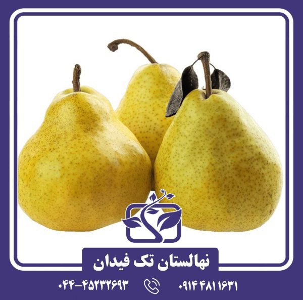 نهال گلابی دوچی
