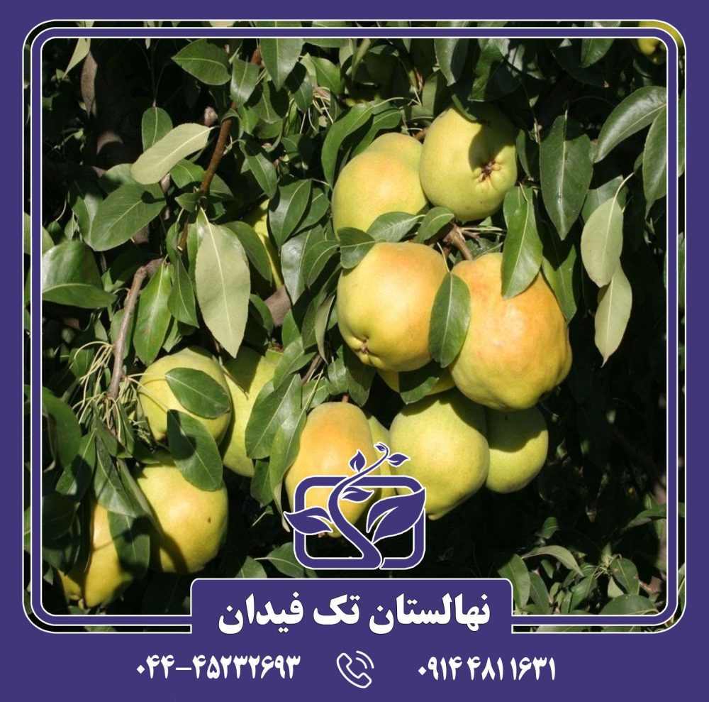 نهال گلابی دوچی