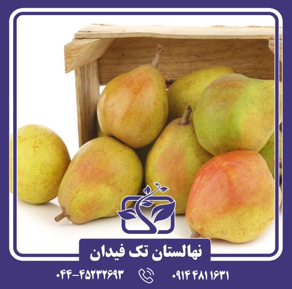 نهال گلابی کامیس