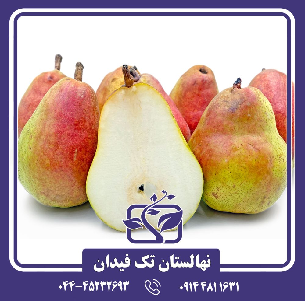 نهال گلابی دویان کامیس