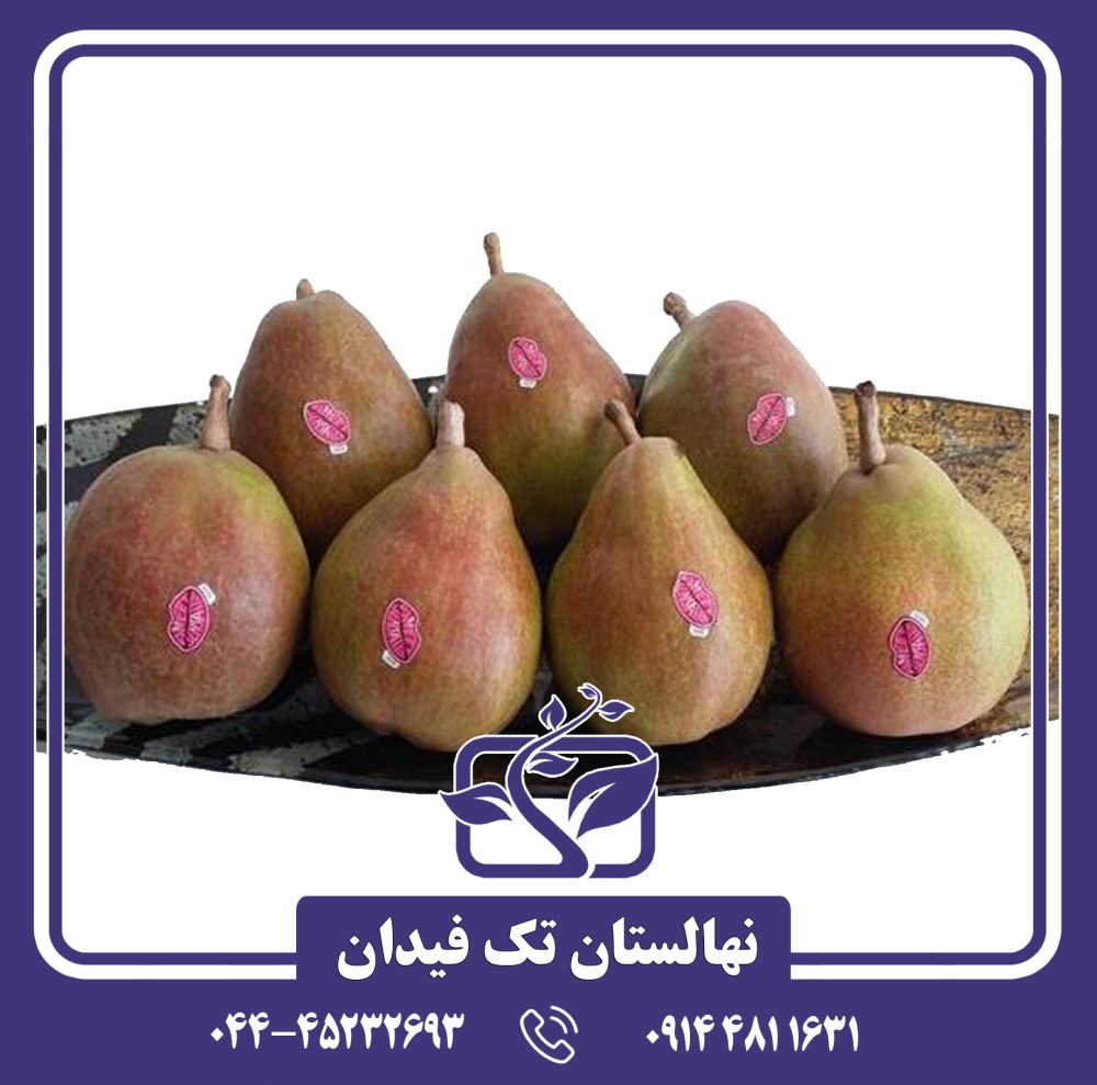 نهال گلابی دویان کامیس