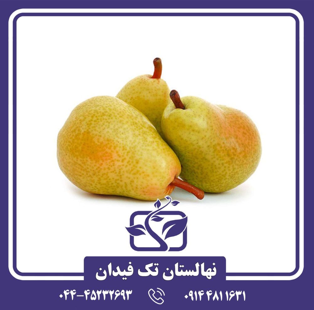 نهال گلابی دکانا