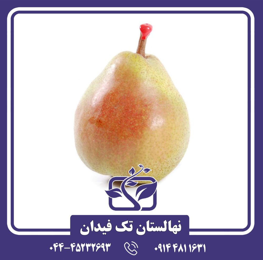 نهال گلابی دکانا