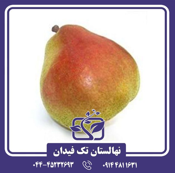 نهال گلابی دکانا