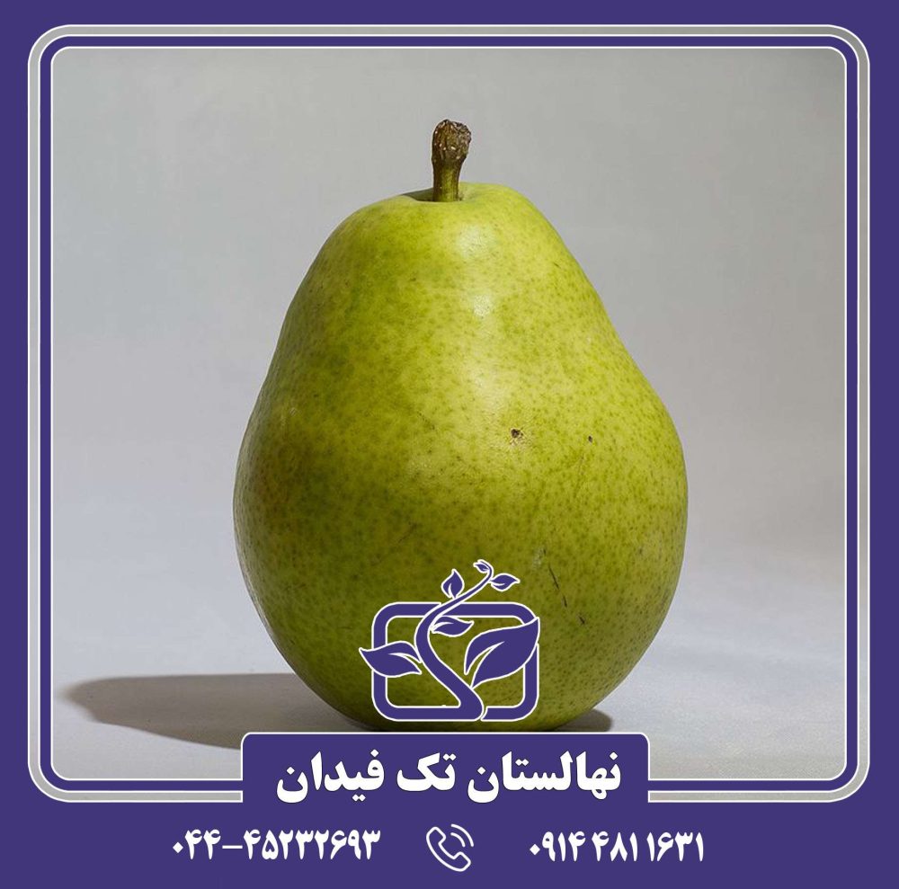 نهال گلابی آنجو سبز