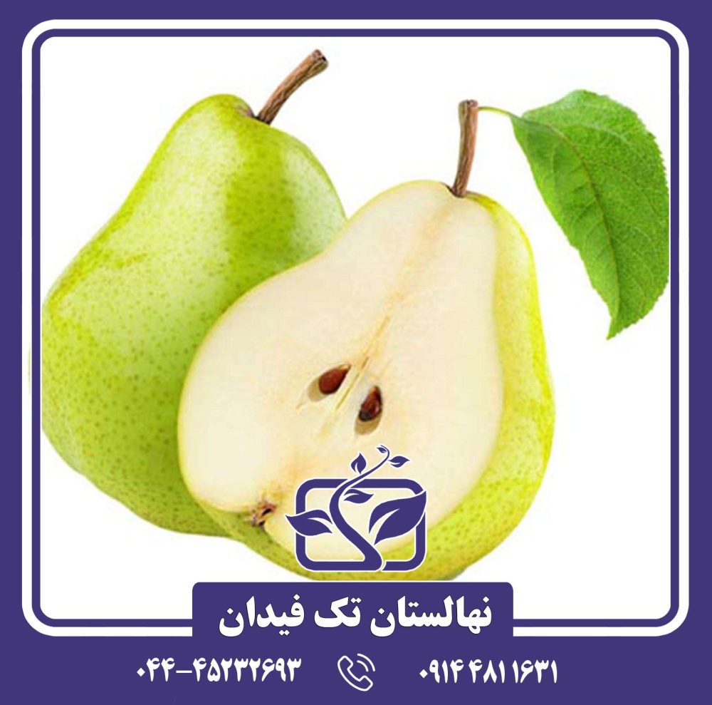نهال گلابی آنجو سبز
