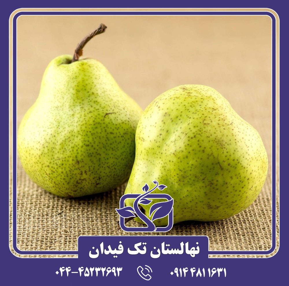 نهال گلابی آنجو سبز
