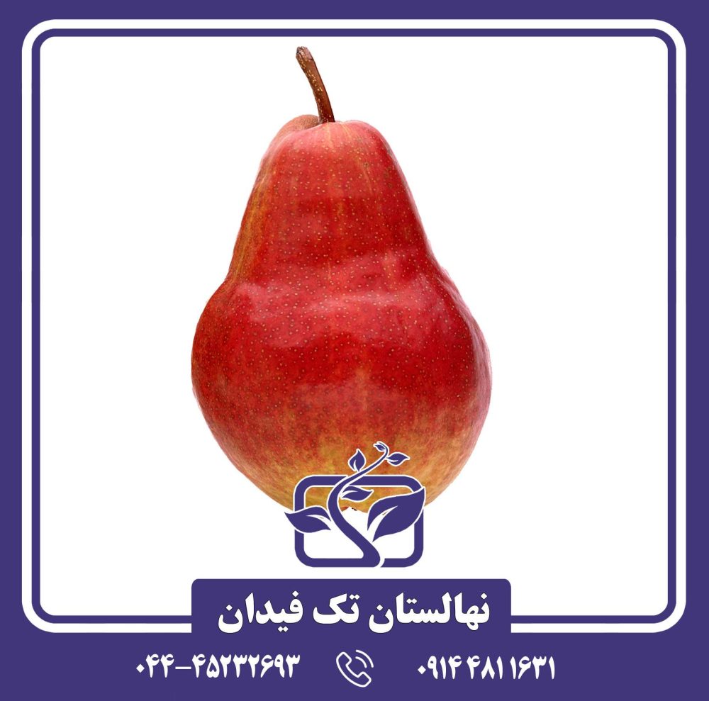 نهال گلابی رد بارتلت