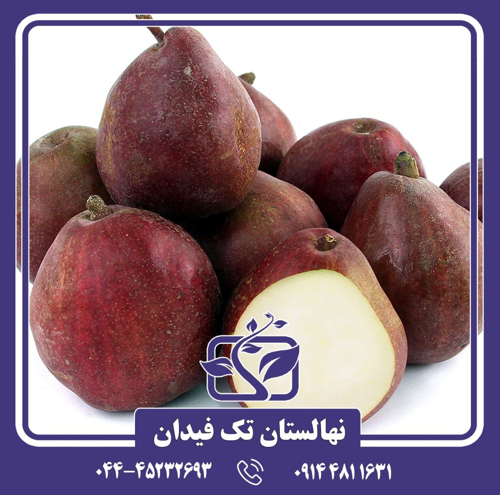 نهال گلابی قرمز زمستانی