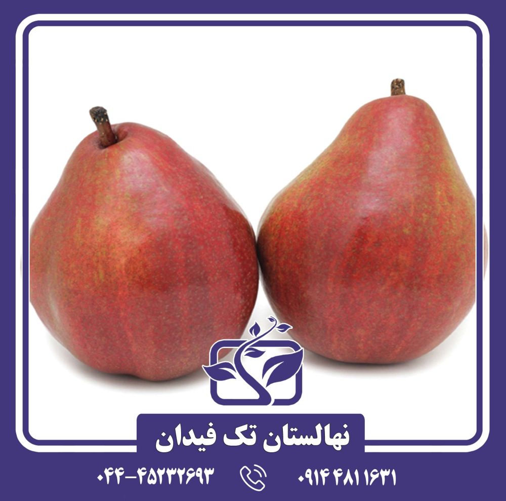 نهال گلابی قرمز زمستانی