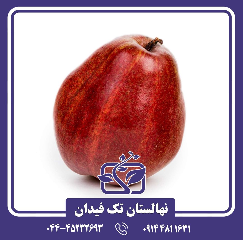 نهال گلابی قرمز زمستانی