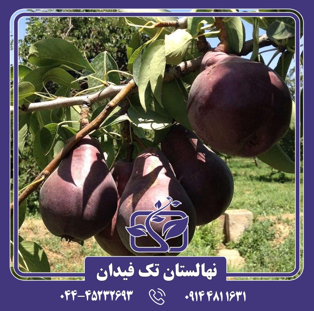 نهال گلابی قرمز زمستانی