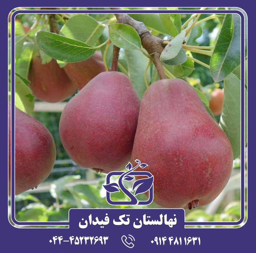 نهال گلابی رد ویلیام