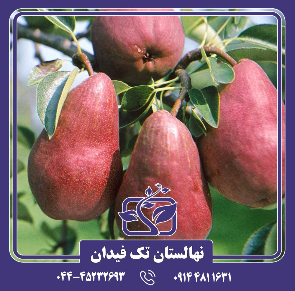 نهال گلابی رد ویلیام