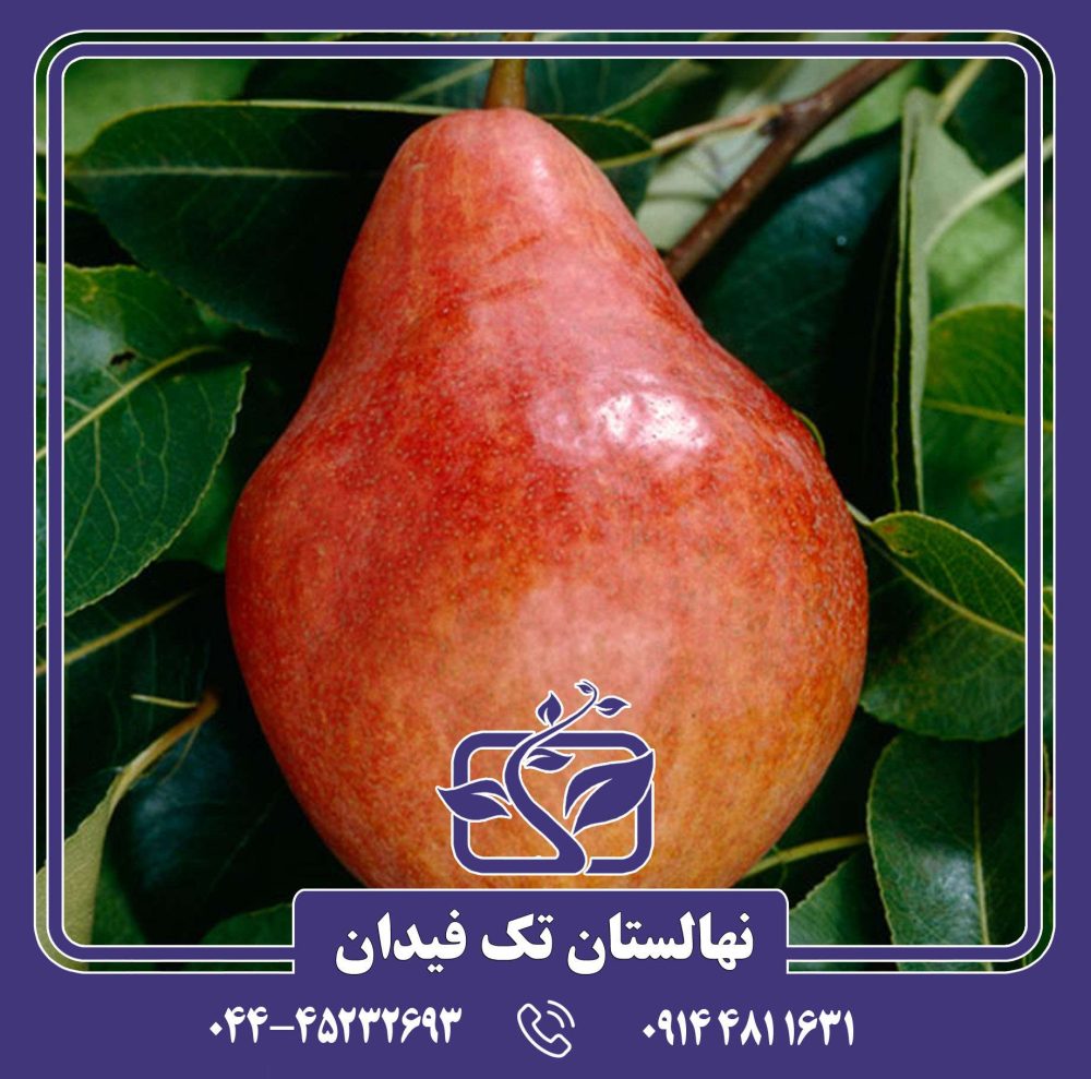 نهال گلابی رد ویلیام