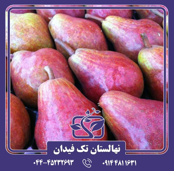 نهال گلابی رد ویلیام