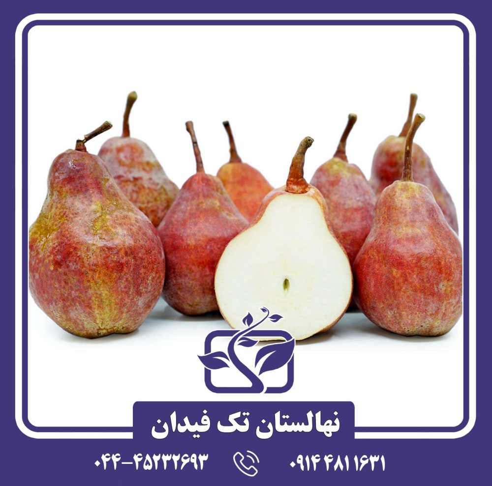 نهال گلابی رد بارتلت