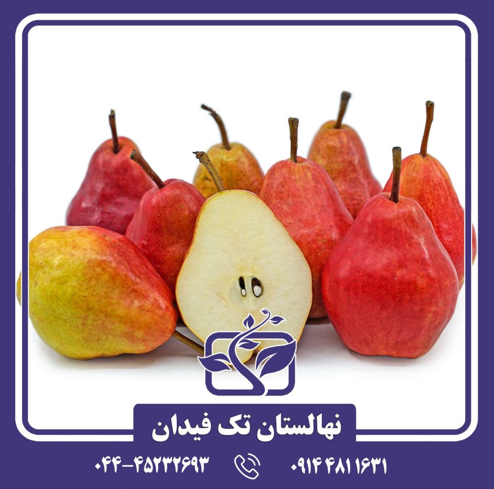 نهال گلابی رد سنشین