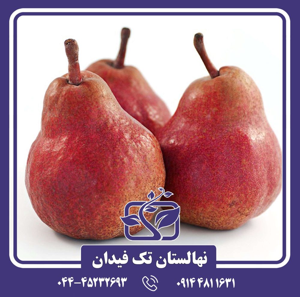 نهال گلابی رد سنشین