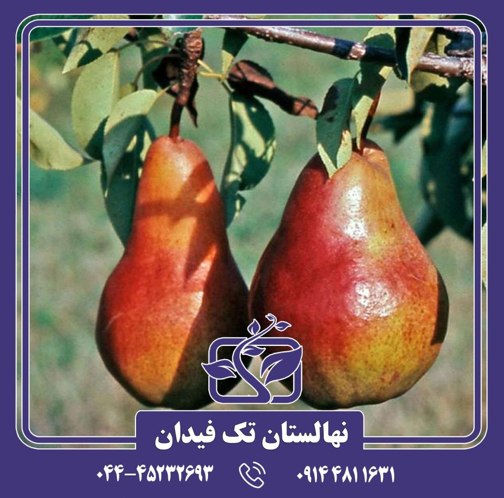 نهال گلابی رد سنشین