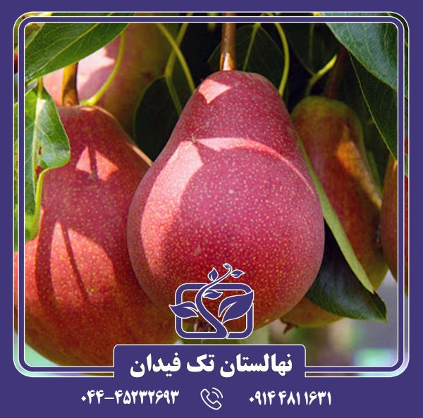 نهال گلابی رد سنشین