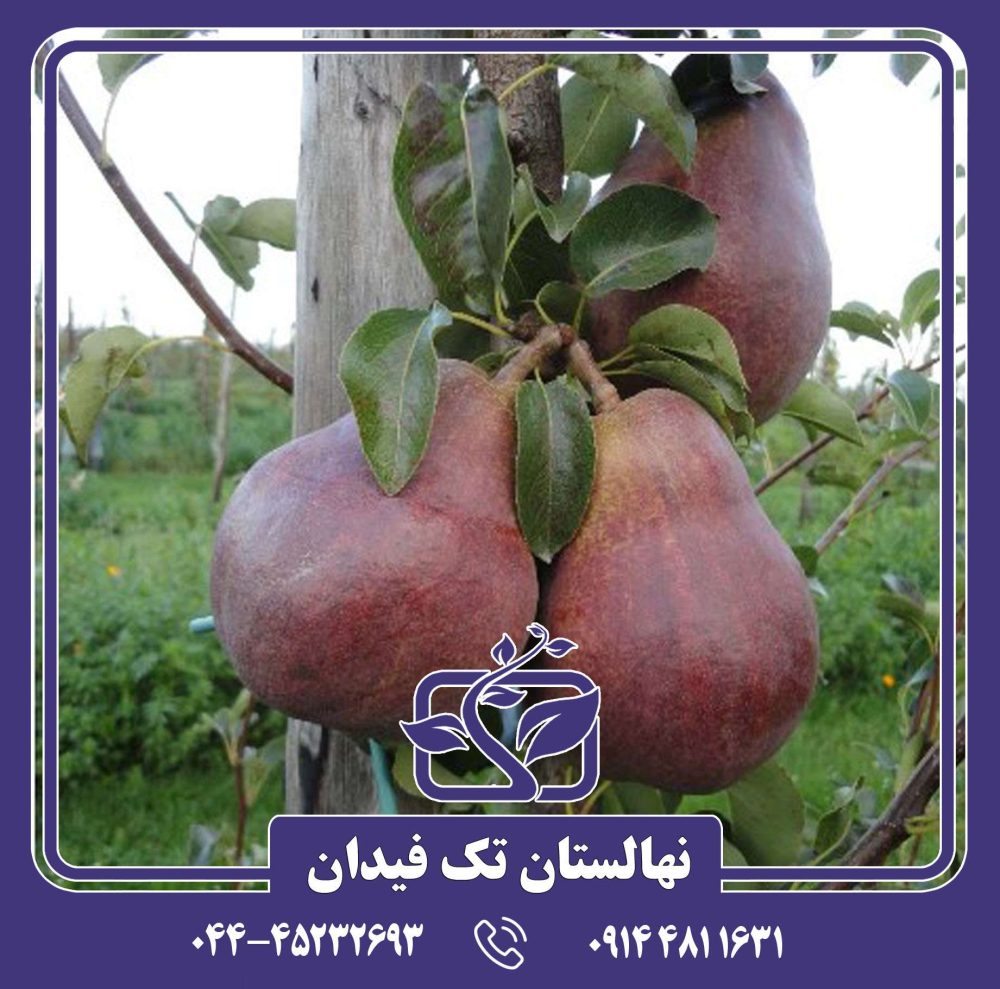 نهال گلابی رد کامیس