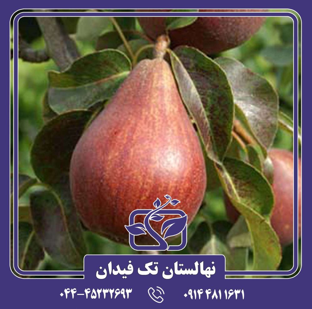 نهال گلابی رد کامیس