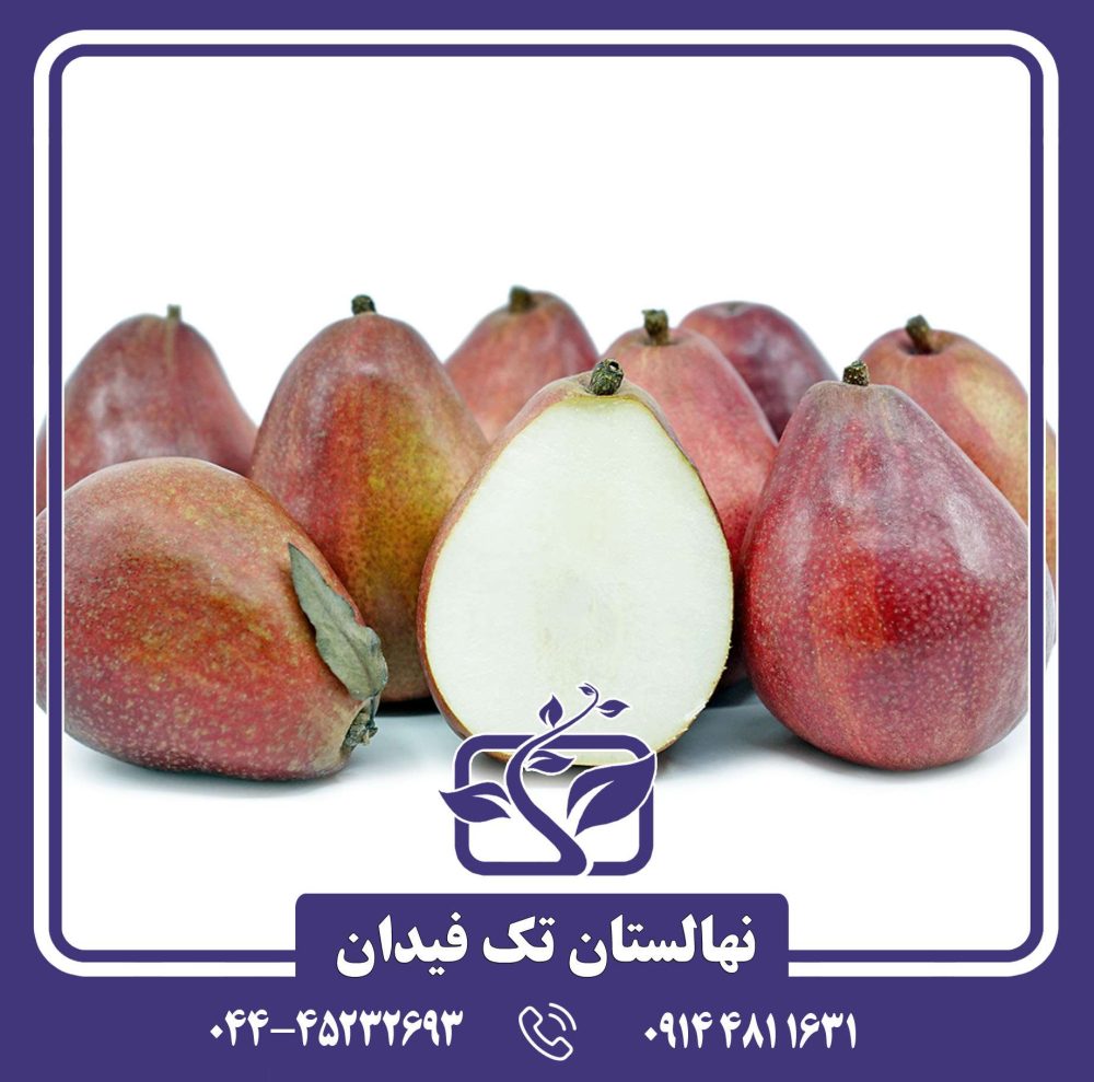 نهال گلابی رد کامیس