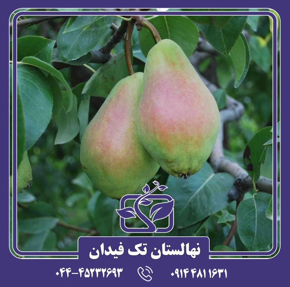 نهال گلابی سانتاماریا