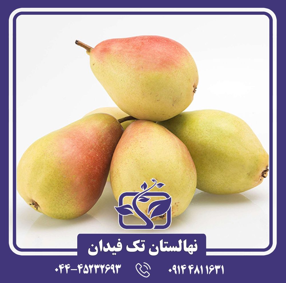 نهال گلابی سانتاماریا