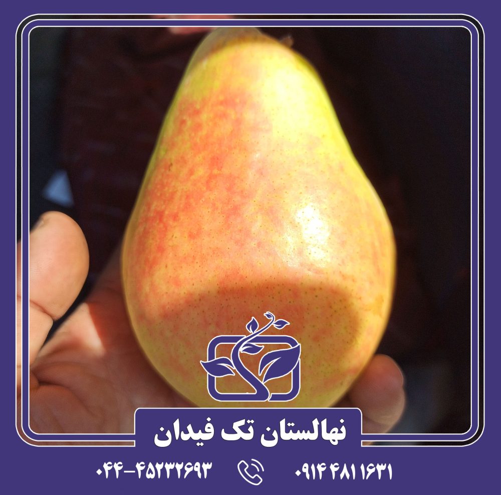 نهال گلابی سانتاماریا